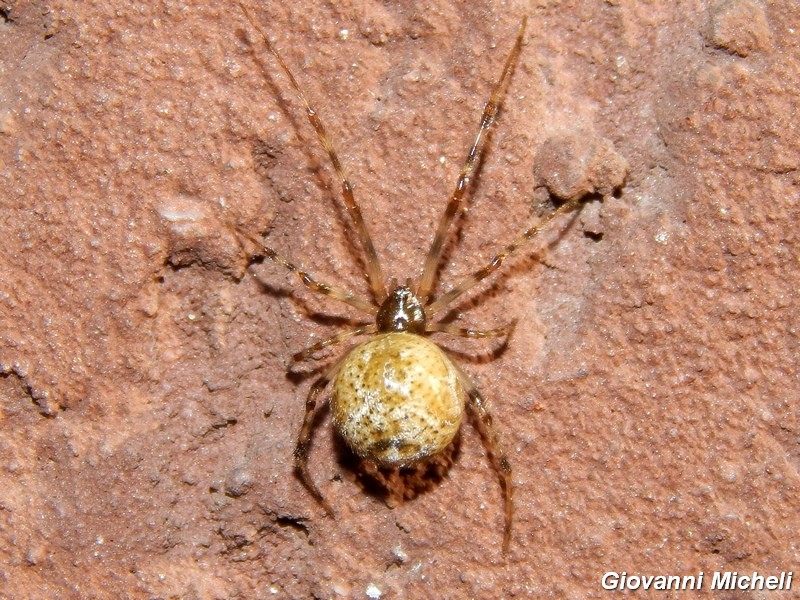 Parasteatoda tepidariorum  - Arluno (MI)